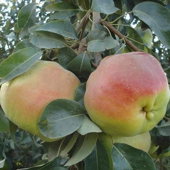 Aşılı Açık Köklü Deveci Armut Fidanı