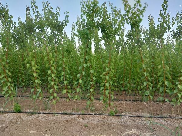 Aşılı Açık Köklü Hacıhaliloğlu Kayısı Fidanı