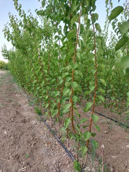 Aşılı Açık Köklü Hacıhaliloğlu Kayısı Fidanı
