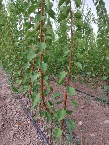 Aşılı Açık Köklü Hacıhaliloğlu Kayısı Fidanı