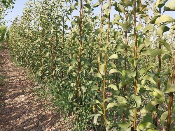 Aşılı Açık Köklü Haziran Güzeli Armut Fidanı