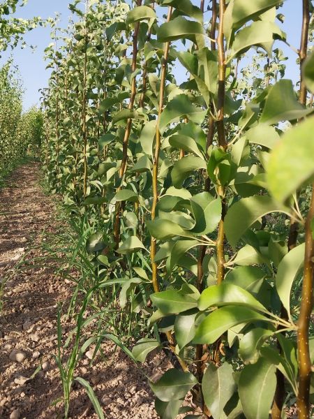 Aşılı Açık Köklü Haziran Güzeli Armut Fidanı