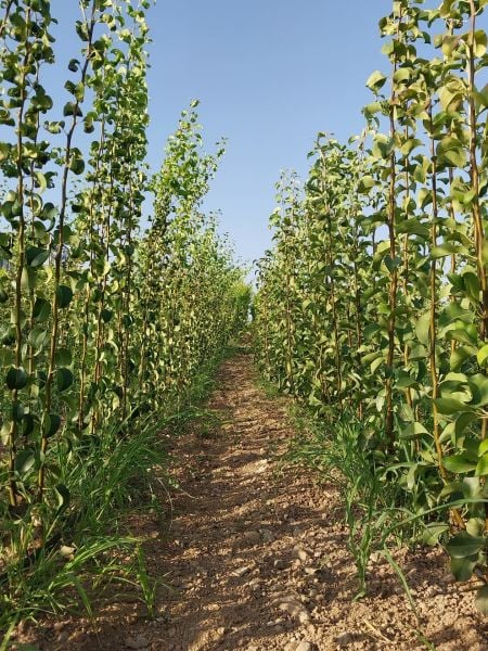 Aşılı Açık Köklü Japon Naşi Armut Fidanı
