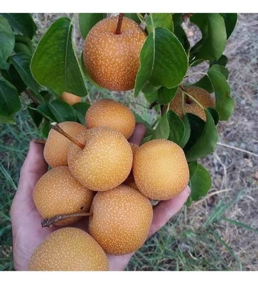 Aşılı Açık Köklü Japon Naşi Armut Fidanı