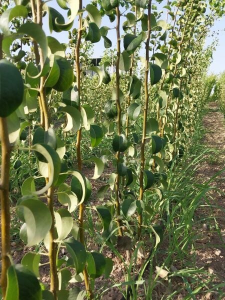 Aşılı Açık Köklü Limon Armut Fidanı