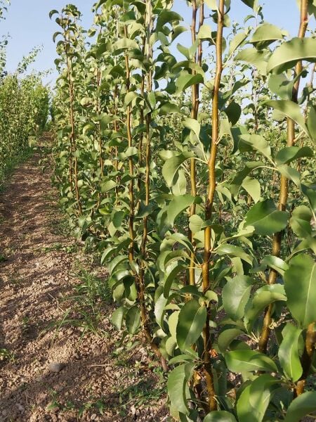 Aşılı Açık Köklü Limon Armut Fidanı