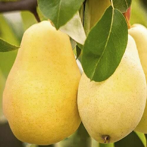 Aşılı Açık Köklü Limon Armut Fidanı