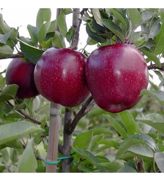 Aşılı Açık Köklü Jeromine Elma Fidanı