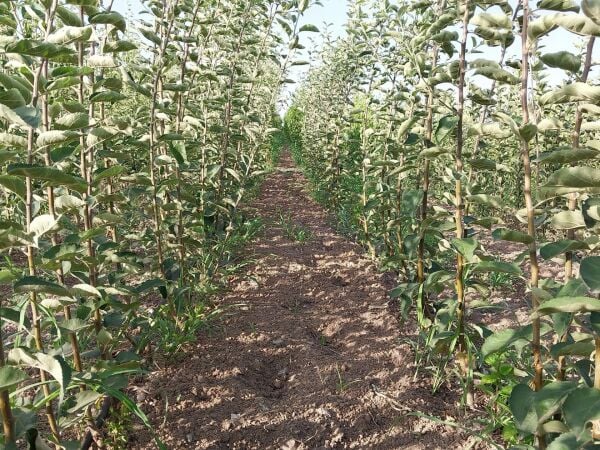 Aşılı Açık Köklü Galaxy Gala Elma Fidanı