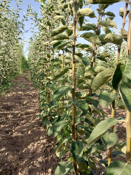 Aşılı Açık Köklü Galaxy Gala Elma Fidanı