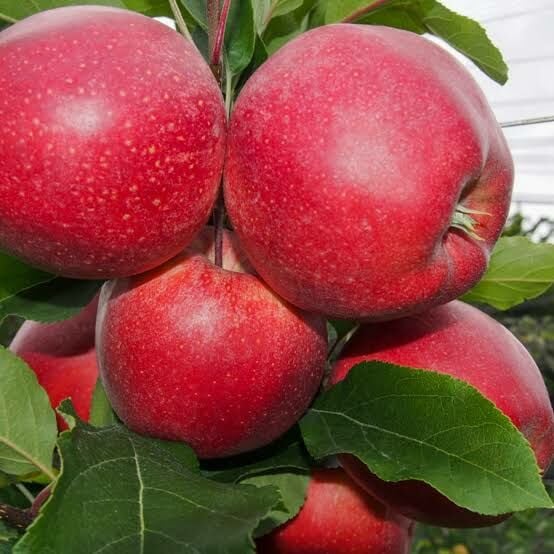 Aşılı Açık Köklü Galaxy Gala Elma Fidanı