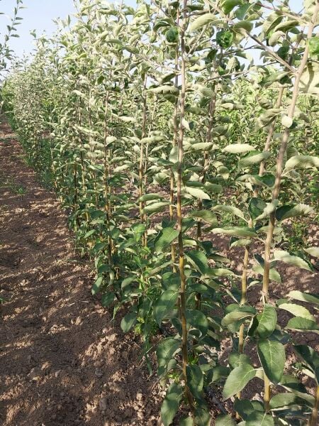 Aşılı Açık Köklü Granny Smiht Elma Fidanı