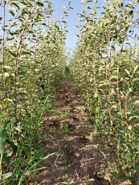 Aşılı Açık Köklü Granny Smiht Elma Fidanı