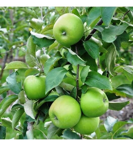 Aşılı Açık Köklü Granny Smiht Elma Fidanı