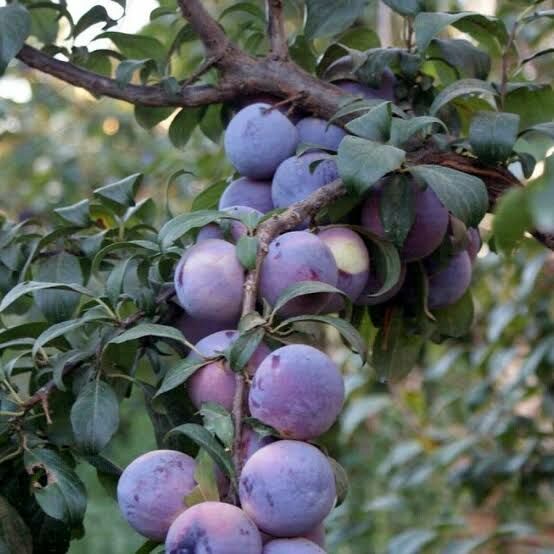 Aşılı Açık Köklü Angeleno Erik Fidanı