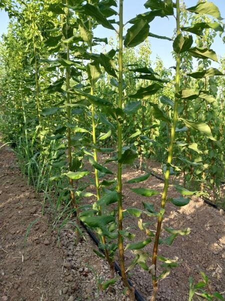 Aşılı Açık Köklü Angeleno Erik Fidanı