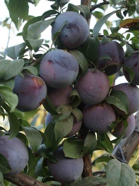 Aşılı Açık Köklü Black Amber Erik Fidanı