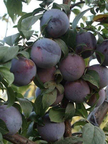 Aşılı Açık Köklü Black Amber Erik Fidanı