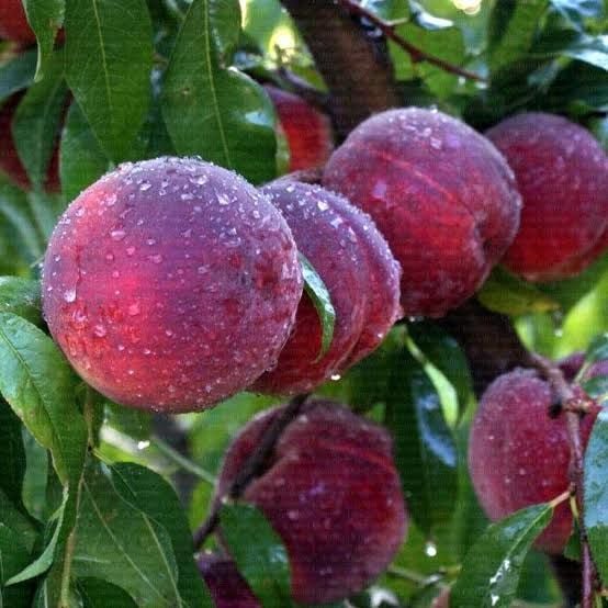 Aşılı Açık Köklü Elegant Lady Şeftali Fidanı