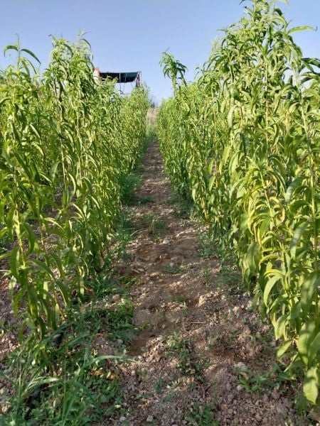 Aşılı Açık Köklü Elegant Lady Şeftali Fidanı