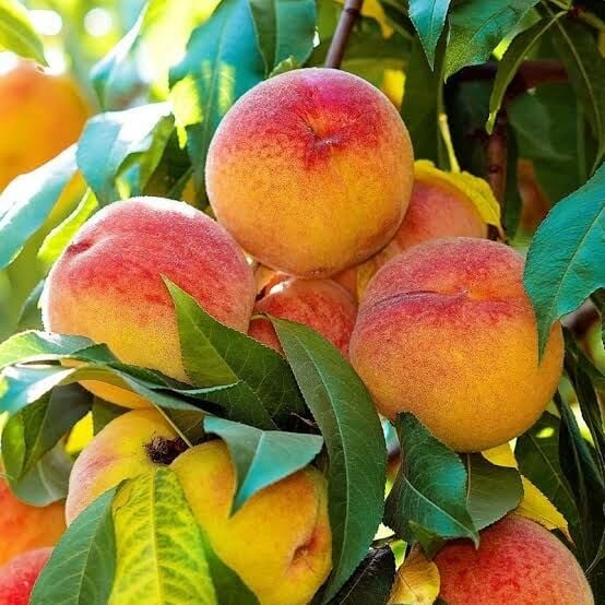 Aşılı Açık Köklü Red Haven Şeftali Fidanı