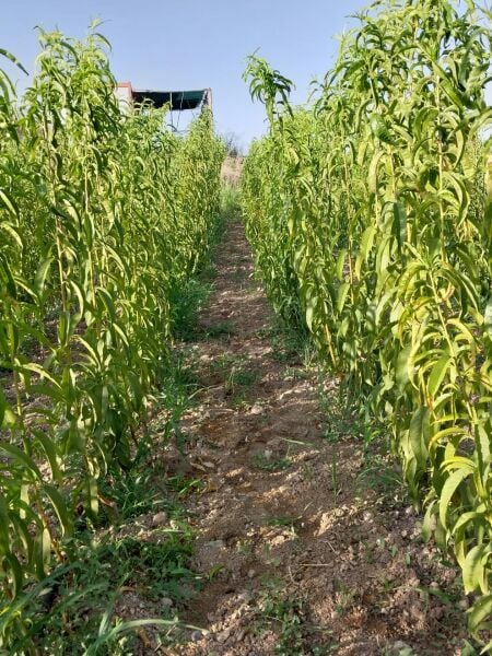 Aşılı Açık Köklü Red Haven Şeftali Fidanı