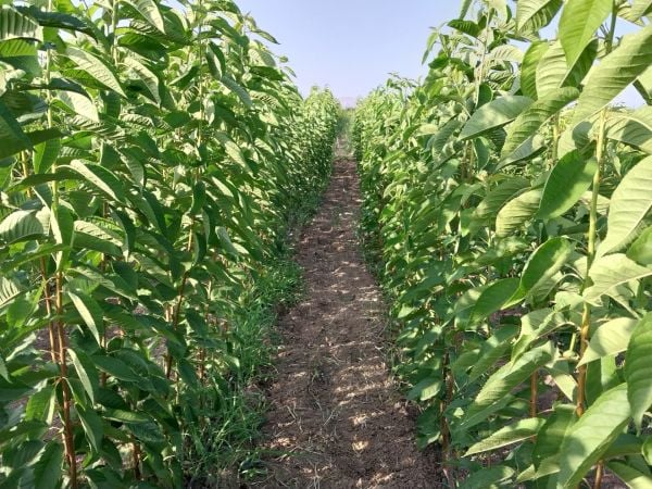 Aşılı Açık Köklü Van Kiraz Fidanı