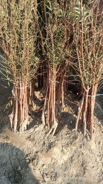 Aşılı Açık Köklü Ferraduel Badem Fidanı