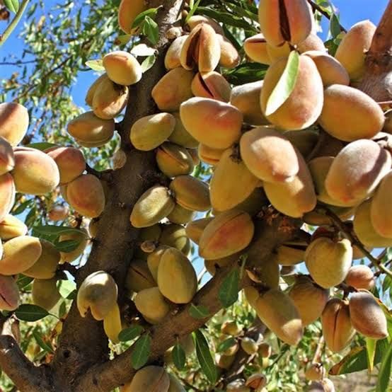 Aşılı Açık Köklü Ferraduel Badem Fidanı