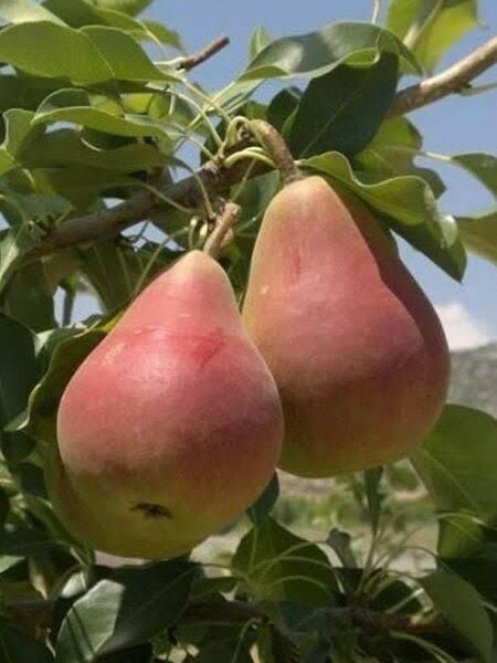 Aşılı Tüplü Etruşka Armut Fidanı