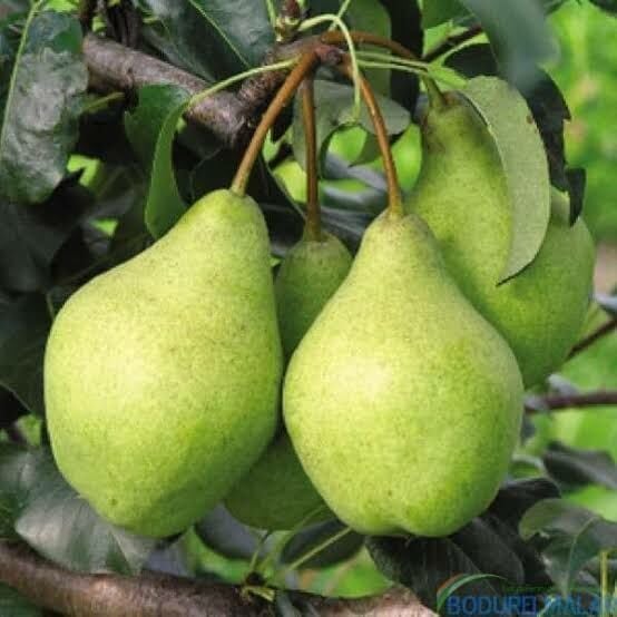 Aşılı Tüplü Akça Armut Fidanı