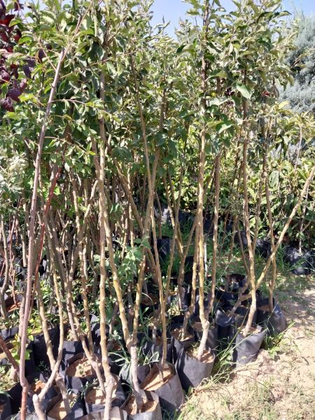 Aşılı Tüplü Akça Armut Fidanı