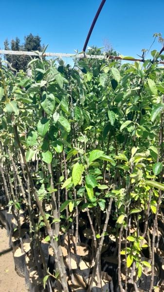 Aşılı Tüplü Malatya Bal Armut Fidanı