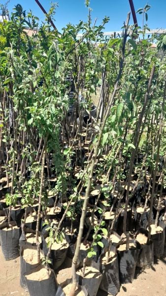 Aşılı Tüplü Arap Kızı Elma Fidanı