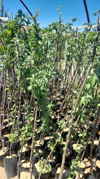 Aşılı Tüplü Pink Lady Elma Fidanı