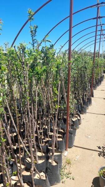 Aşılı Tüplü Pink Lady Elma Fidanı