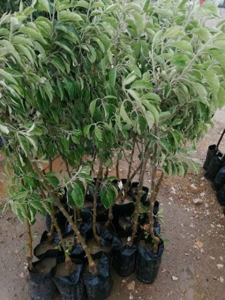 Aşılı Tüplü Red Chief Elma Fidanı