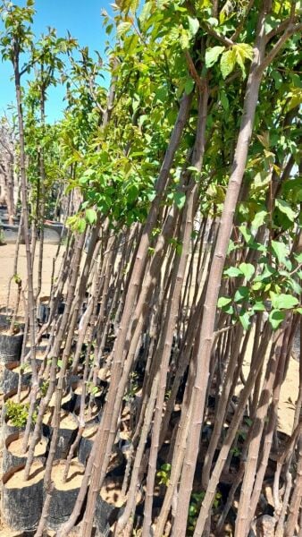 Aşılı Tüplü Santa Rosa Erik Fidanı