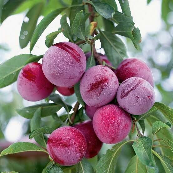 Aşılı Tüplü Santa Rosa Erik Fidanı