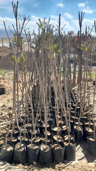 Aşılı Tüplü İtalyan Prizantin Erik Fidanı