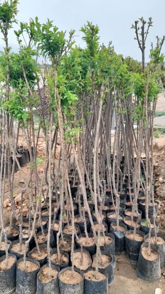 Aşılı Tüplü Red Beauty Erik Fidanı