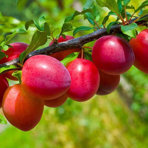 Aşılı Tüplü Red Beauty Erik Fidanı