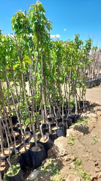 Aşılı Tüplü Starks Gold Kiraz Fidanı