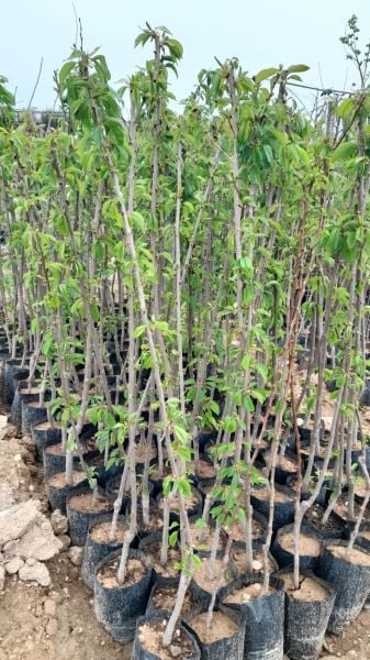 Aşılı Tüplü Van Kiraz Fidanı