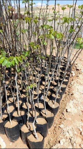 Aşılı Tüplü Pedro Ceviz Fidanı