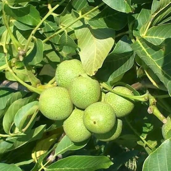 Aşılı Tüplü Pedro Ceviz Fidanı