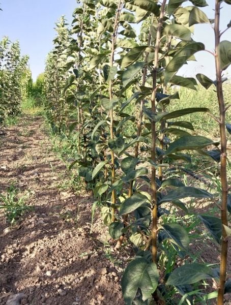 Aşılı Açık Köklü Limon Ayva Fidanı