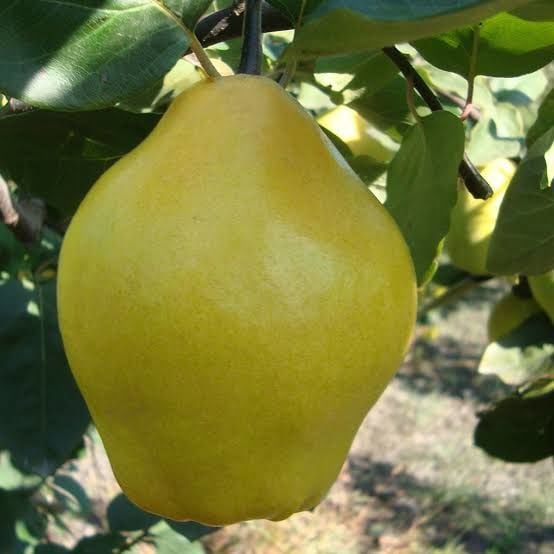 Aşılı Açık Köklü Limon Ayva Fidanı