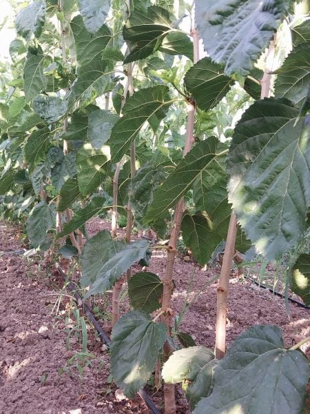 Aşılı Açık Köklü Beyaz İri Meyveli Dut Fidanı