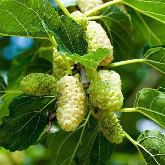 Aşılı Açık Köklü Beyaz İri Meyveli Dut Fidanı